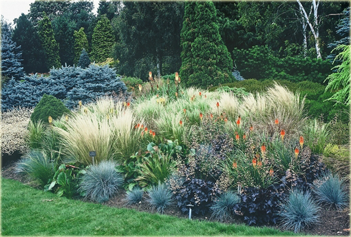 Kostrzewa sina Festuca glauca